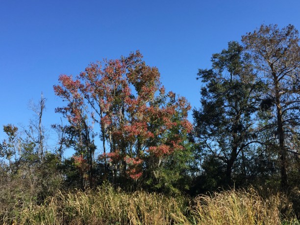 C53BB473-558A-4EB2-A7F5-1D111950B50D