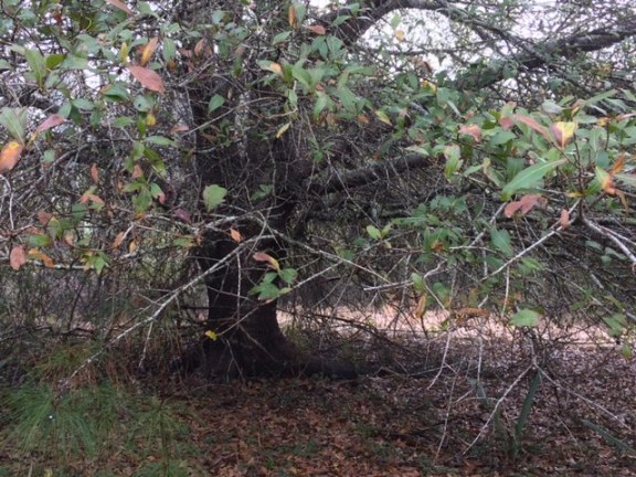 139BFC9F-E9F8-4B59-BAA4-31C458FCA6F7