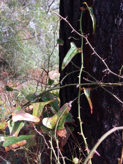 77118830-7A32-481F-80A8-D7EA35F7F0DC