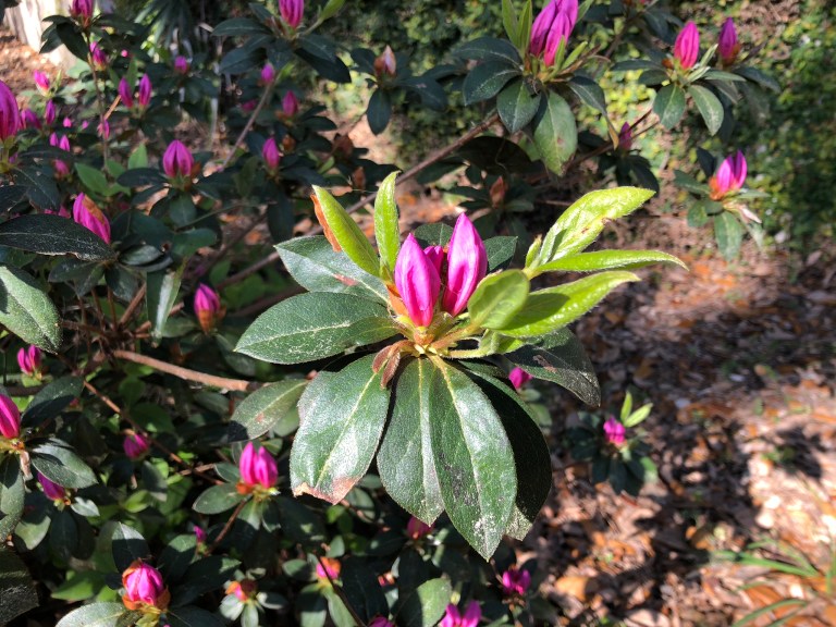 6A2C49A4-313F-4F94-8055-1D3851333B52