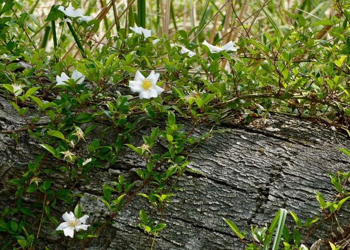 6D4D1BC1-F21B-49FD-A37E-334859C260D0