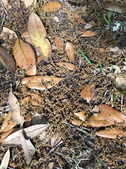 E6F75823-E9CA-40F3-B013-14BC5916225C