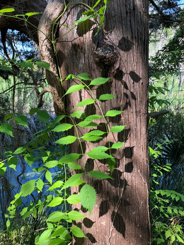 A81ED05A-716E-4C7E-8486-3212D788B911