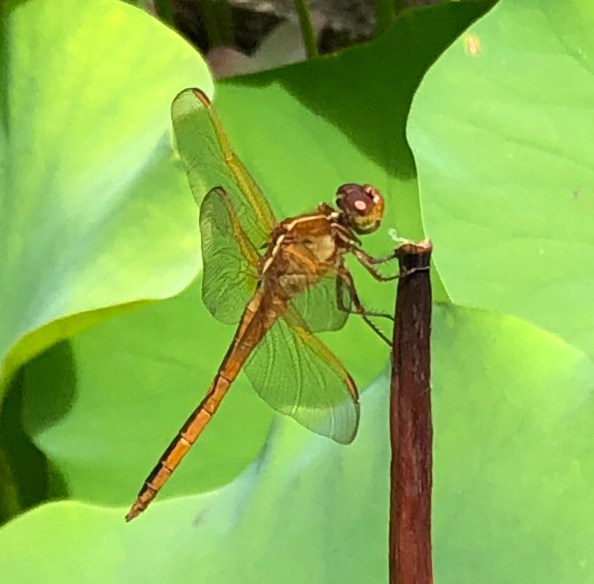 18025D8C-A252-4735-AA83-B589BDCA57A1