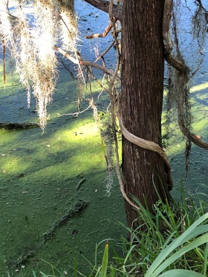 41A13292-3596-4366-9726-9608AE1A3ED6