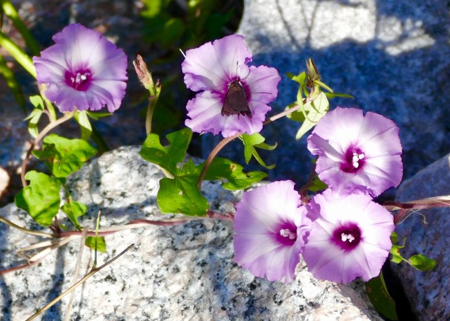 FD560CB3-BDB7-4899-A557-4A4323C71533