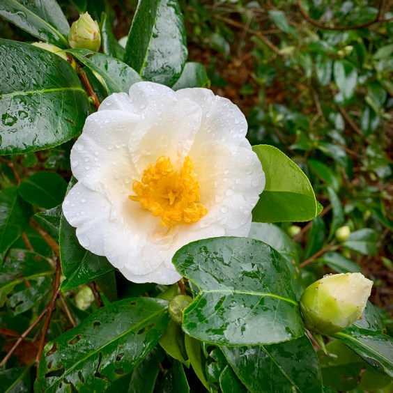 C5AAF14C-C75D-4395-95A4-443D02A9C165