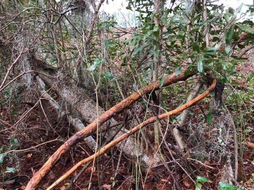 0C709DAA-87BB-430F-967D-EE006514FC52