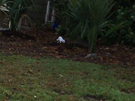 7F1EECDC-26F8-4C64-ACE9-D218F1DEEB24_1_201_a