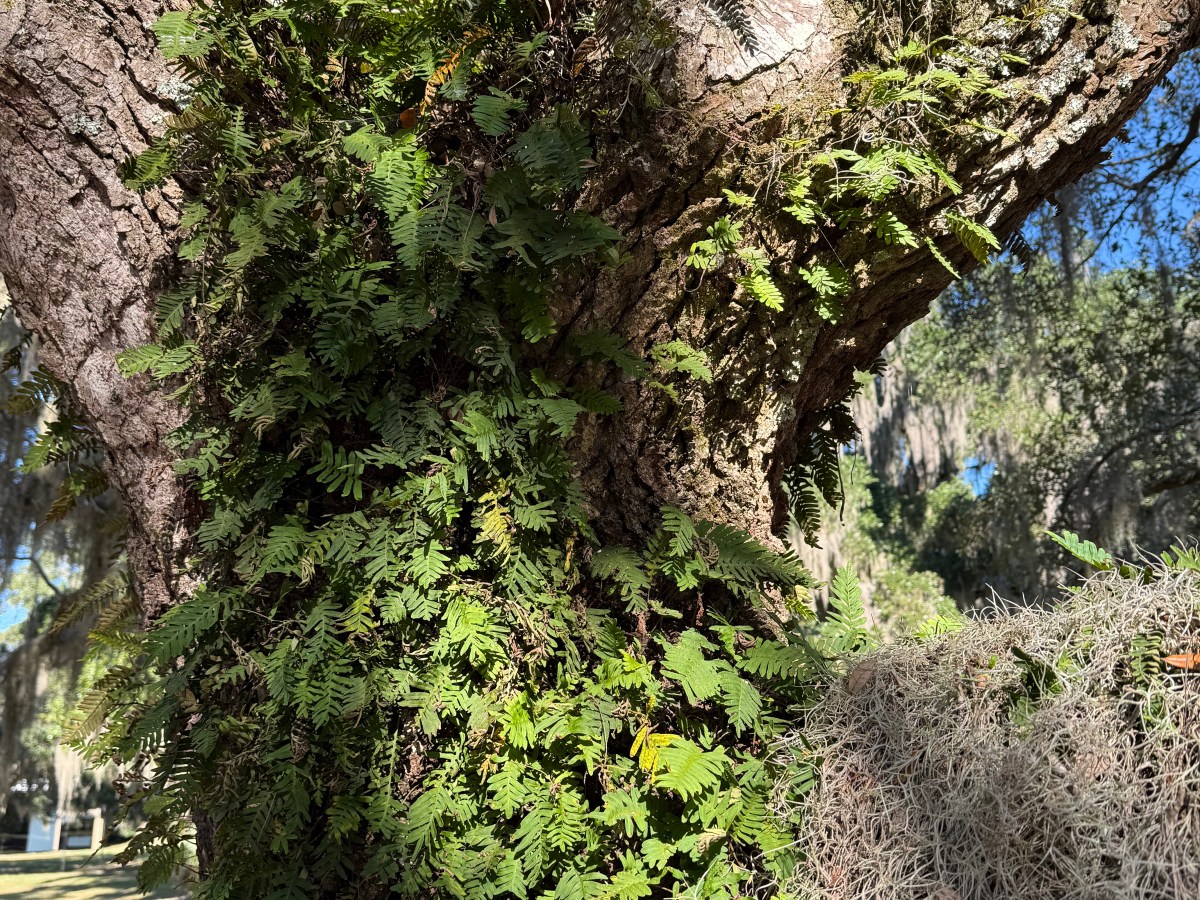 Brookgreen Gardens, Oct. 18, 2025