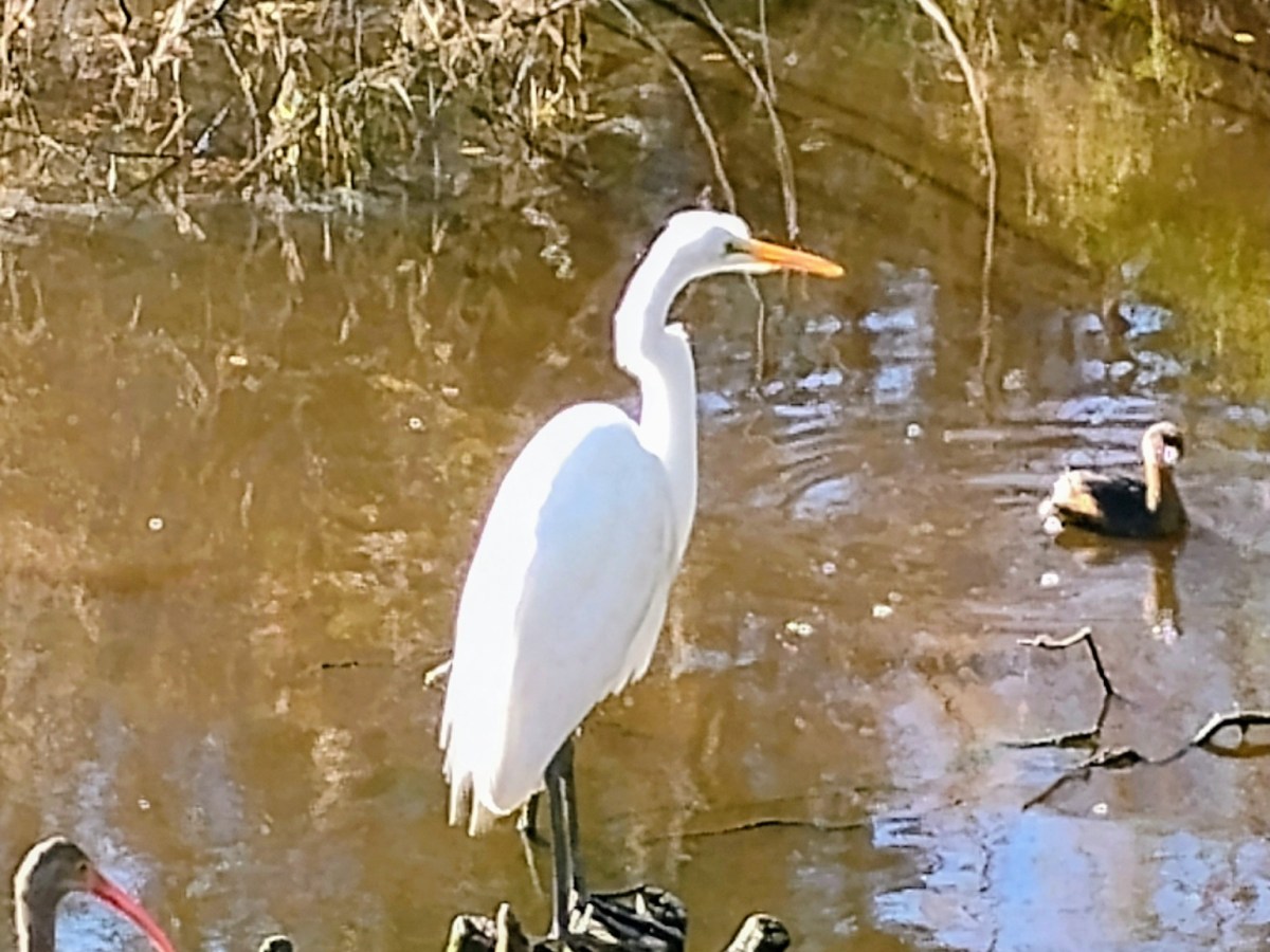 Huntington State Beach and Park – Dec. 20, 2025