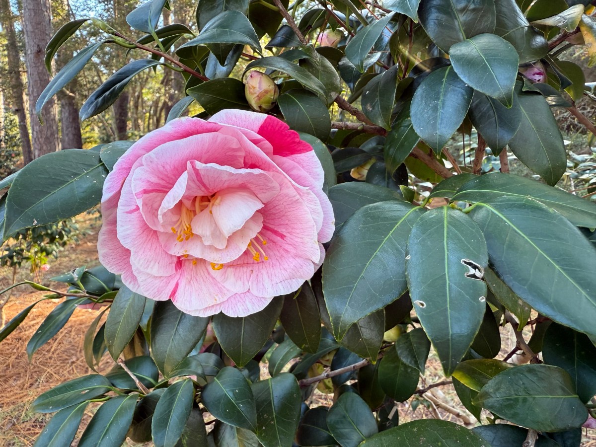 Brookgreen Gardens – Nov. 15, 2025