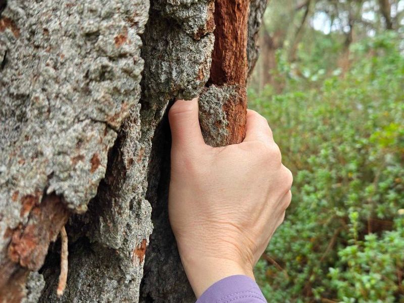 Brookgreen Gardens – Feb. 21, 2026